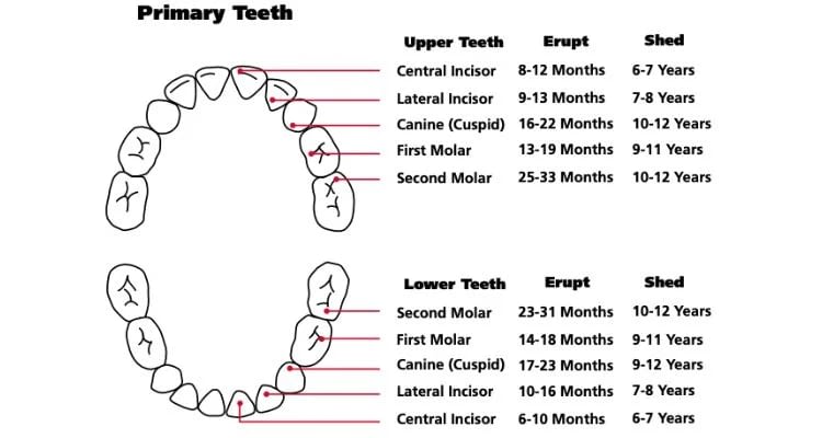 What-Age-Do-You-Lose-Teeth-Chart