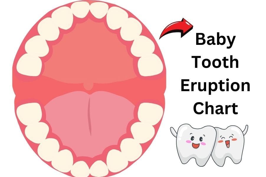 Baby-Tooth-Eruption-Chart